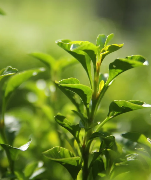 Aeolis Green Tea