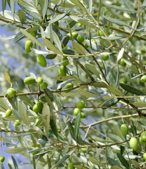 Aeolis Olive