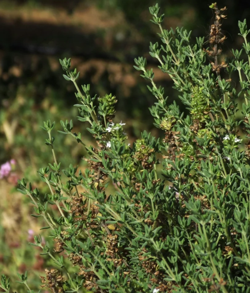 Aeolis Thyme