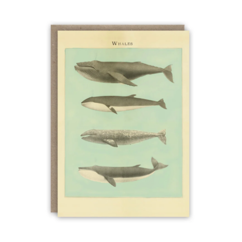 Kortti Whales